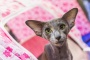 Шпионы, миллиардеры и котики: 10 лучших событий наступающих выходных Шпионы, миллиардеры и котики: 10 лучших событий наступающих выходных