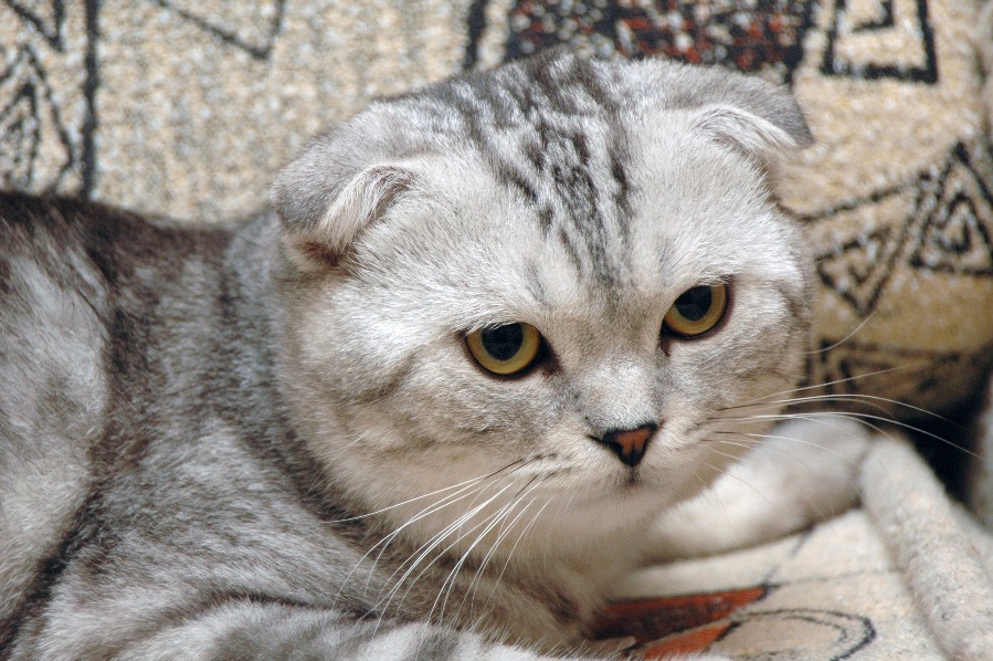 Шатлансктнвислоухая кошка цена