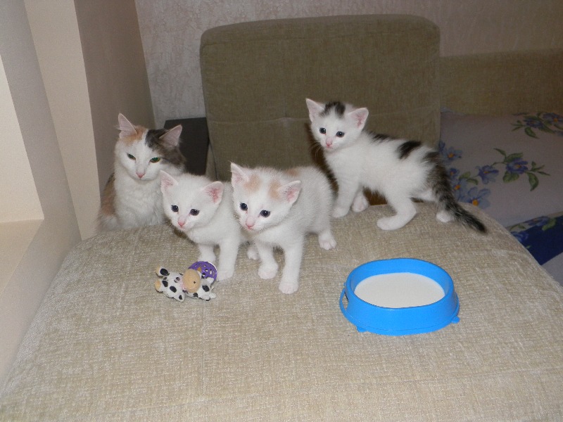Когда приучать котенка есть самостоятельно Когда приучать котенка есть самостоятельно
