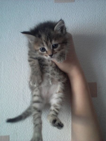Как научит котенка есть самостоятельно