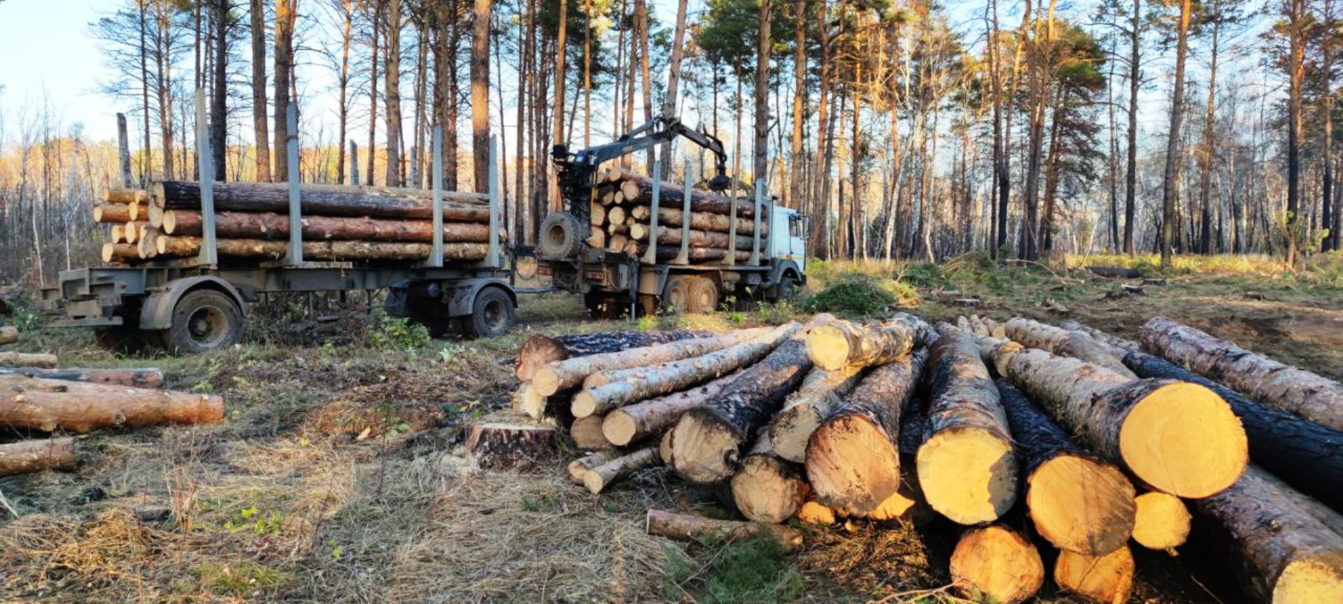 Вырубка лесов Омск