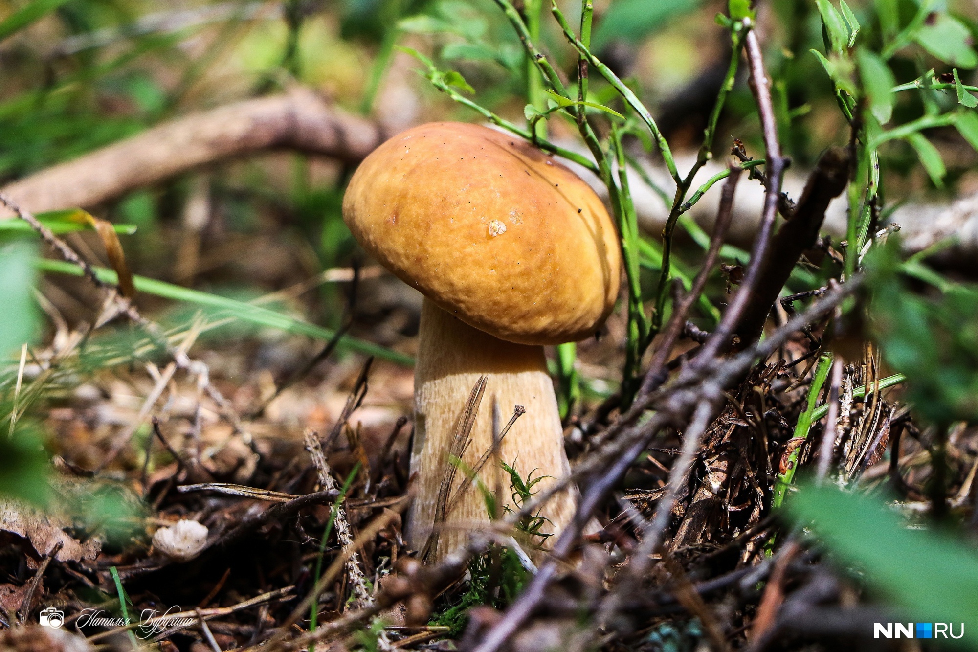 Фото грибов Нижегородской области