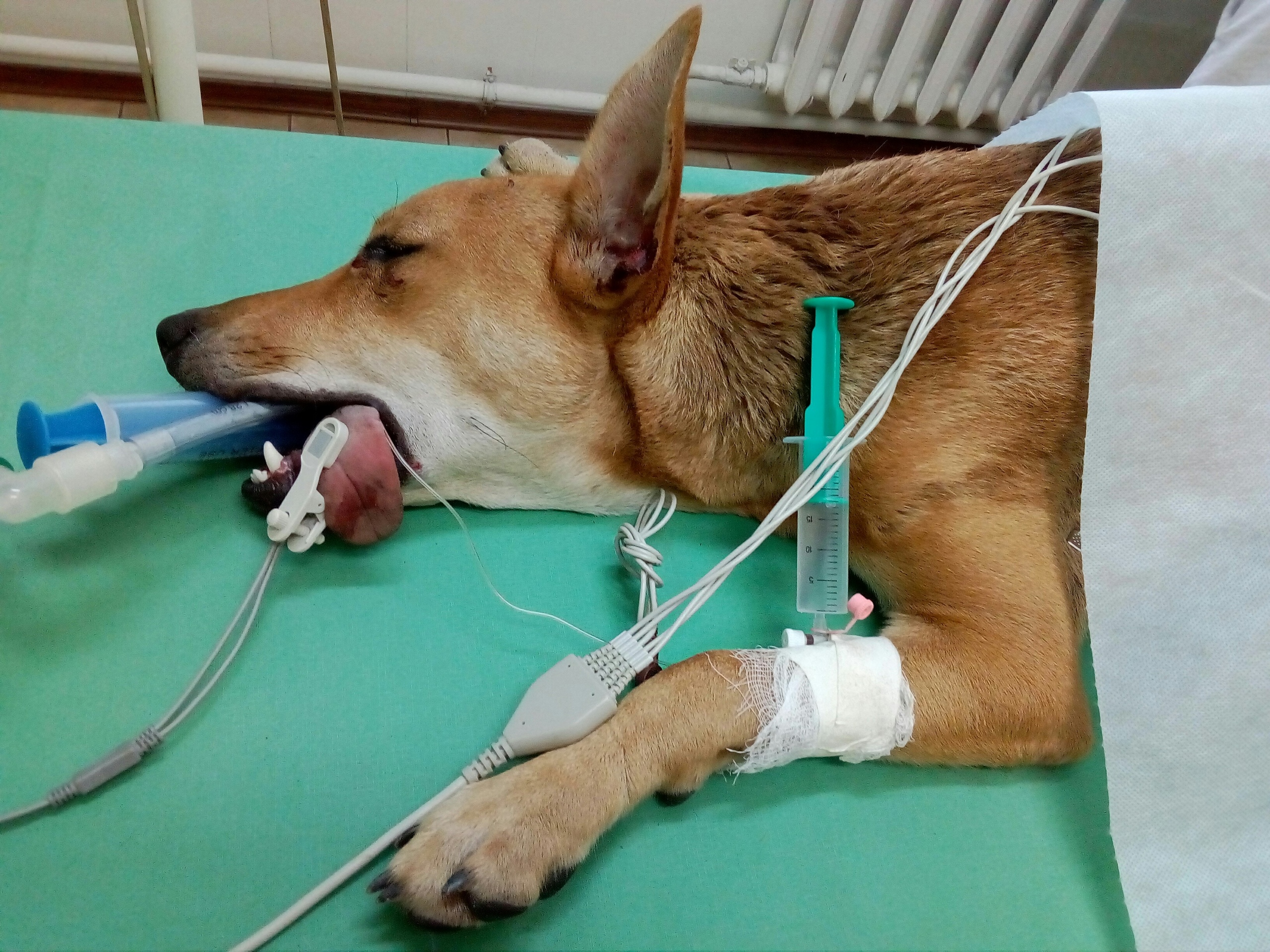 Диета Перед Операцией Собаке