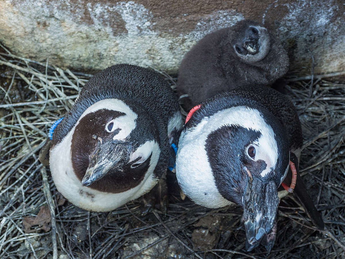 Гнездо очкового пингвина
