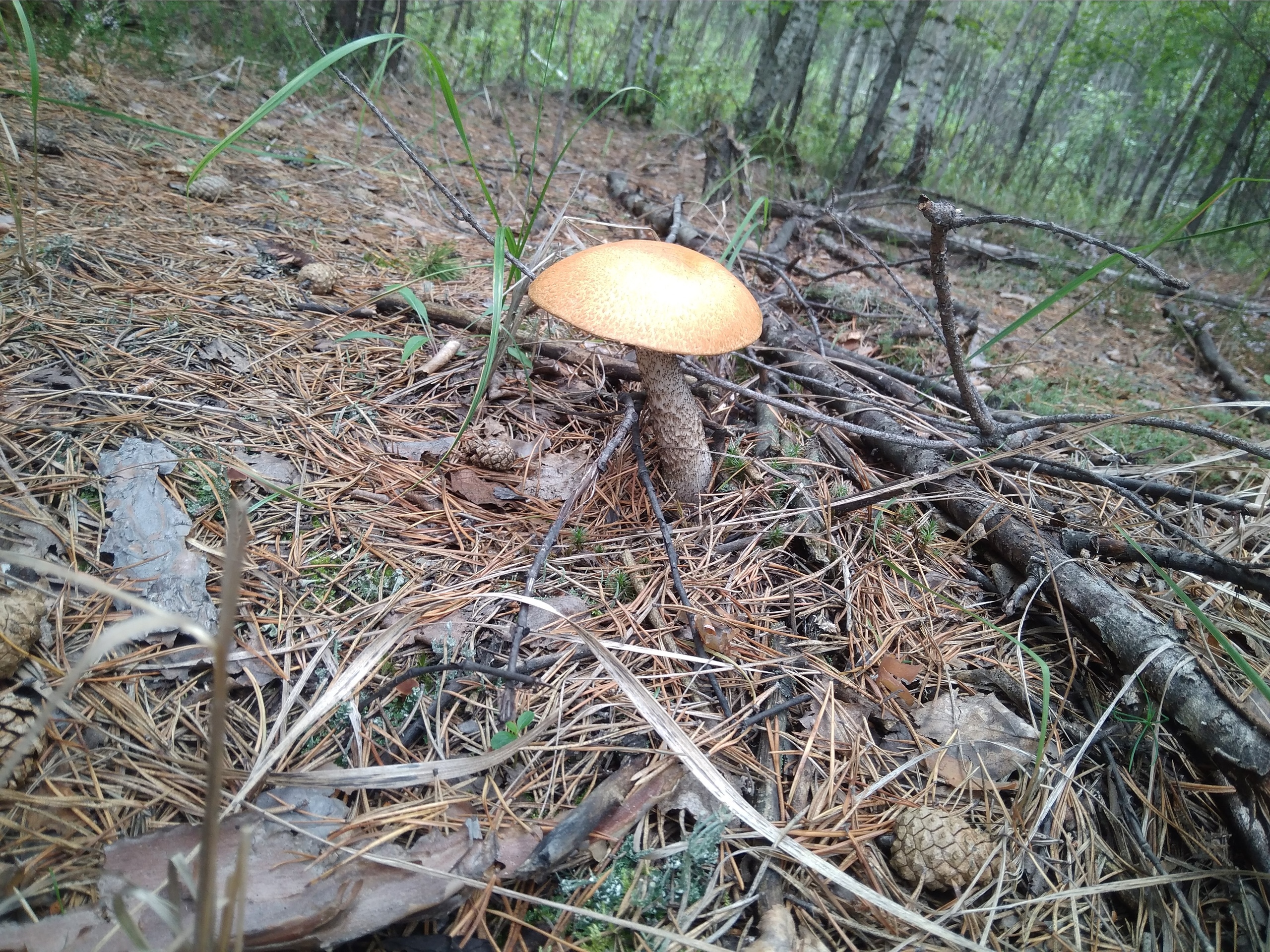 Съедобные грибы Курганской области