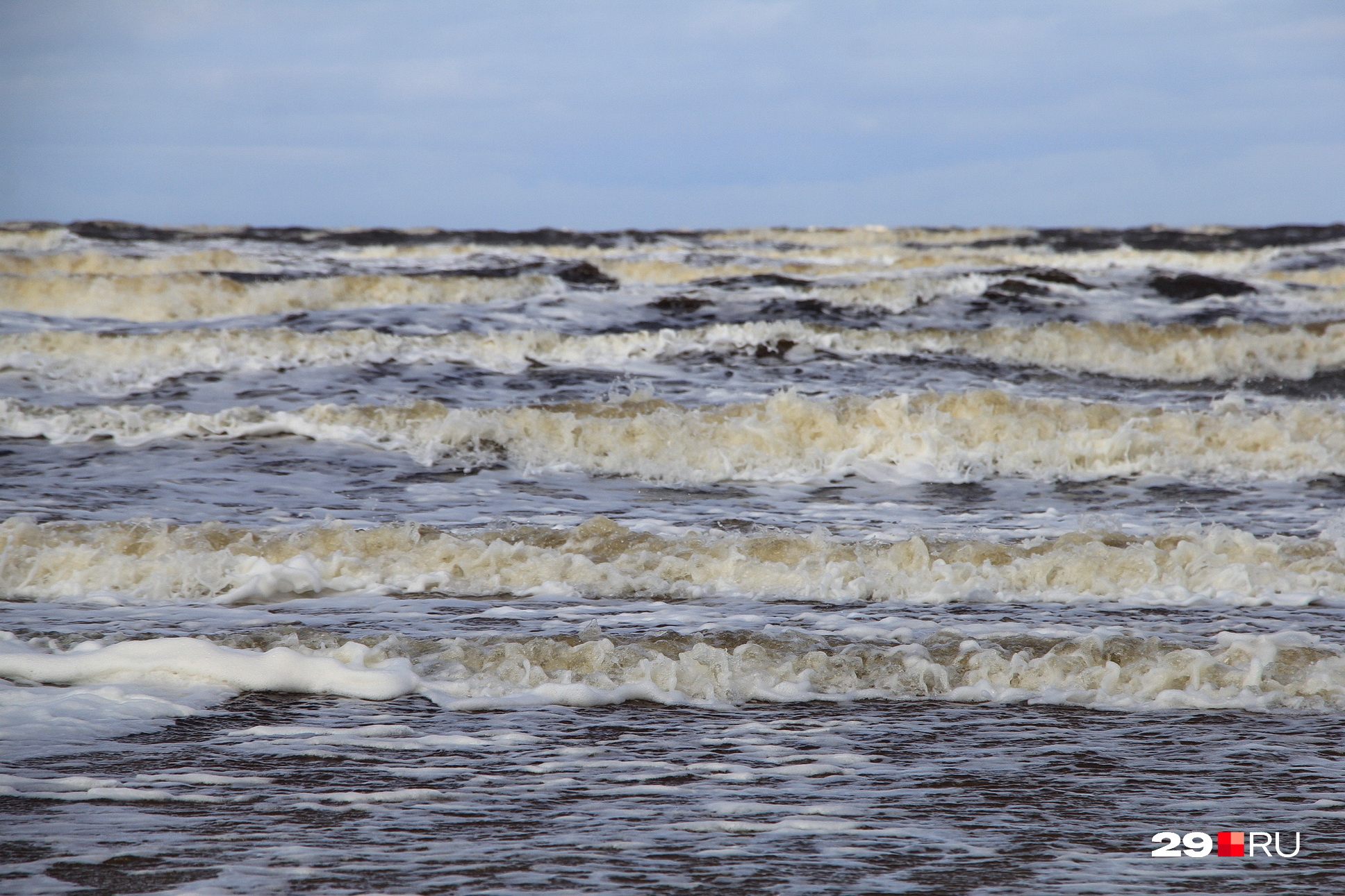 водоросли белого моря