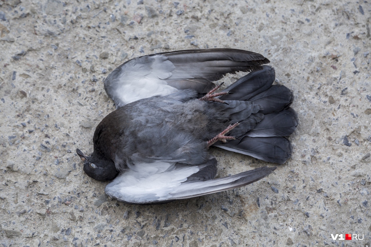 фото умершей птицы