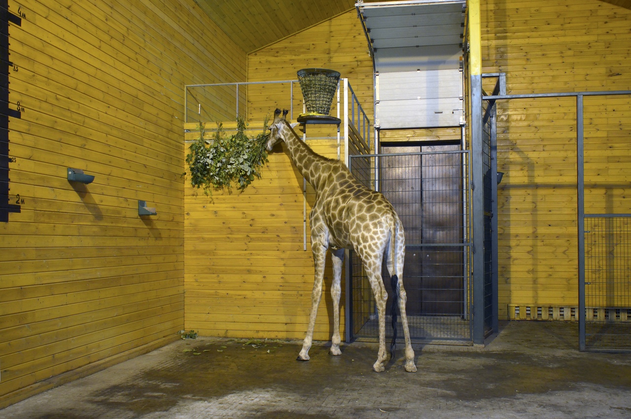 Жираф в Лимпопо Нижний Новгород