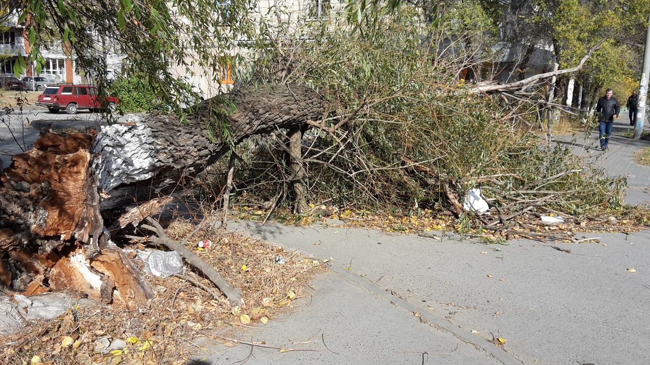 Упавшее дерево на дороге