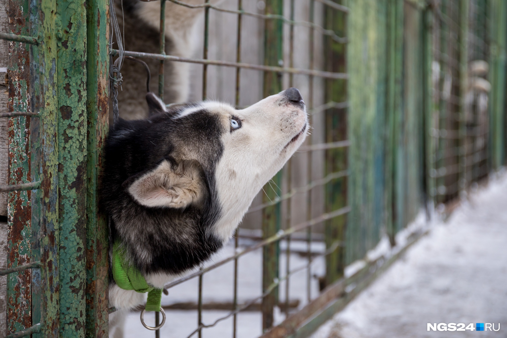 собаки в красноярске фото