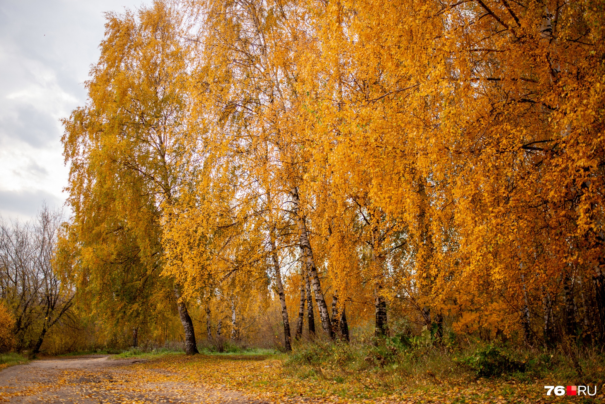 Золотая осень Ярославль