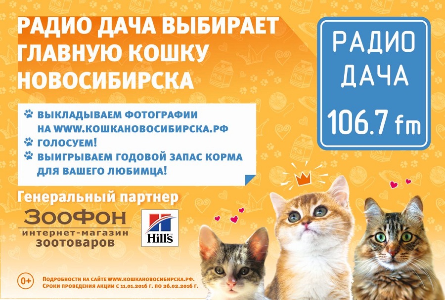 Конкурс для кошек на радио дача Конкурс для кошек на радио дача