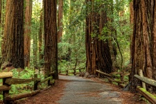 Парк Редвуд (Redwood National and State Parks)