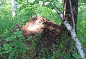 Березово-муравьиная роща