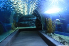 Океанариум в Паттайе (Underwater World Pattaya)
