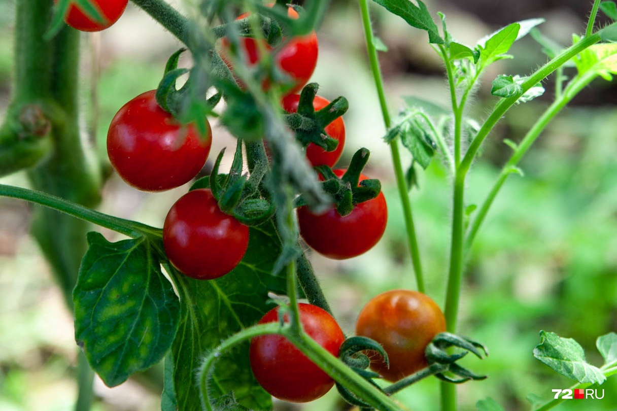 Крупные помидоры дома вряд ли получится вырастить такими, какими они должны быть, а вот черри — пожалуйста