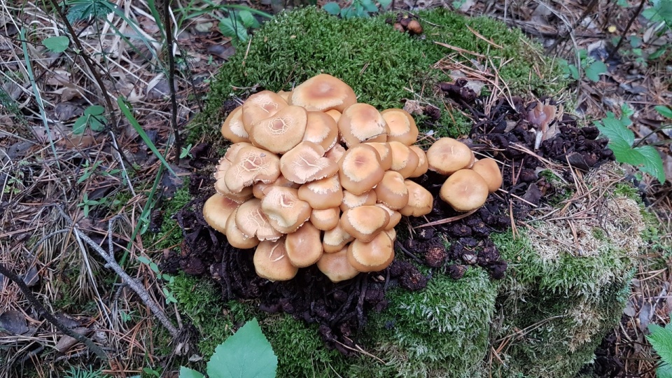 А такие опята встречаются нынче в омских лесах. Читатель NGS55.RU, к примеру, недавно собрал 25 килограммов таких грибов!
