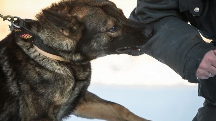 За смерть жительницы Лангепаса от нападения бродячих собак никто не ответил