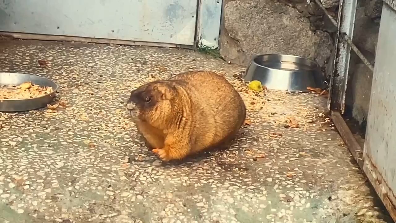 Скриншот видео Ленинградского зоопарка