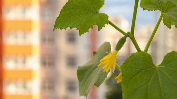 Огород на дому: секреты выращивания на балконе хрустящих огурчиков, сочных помидоров и свеклы