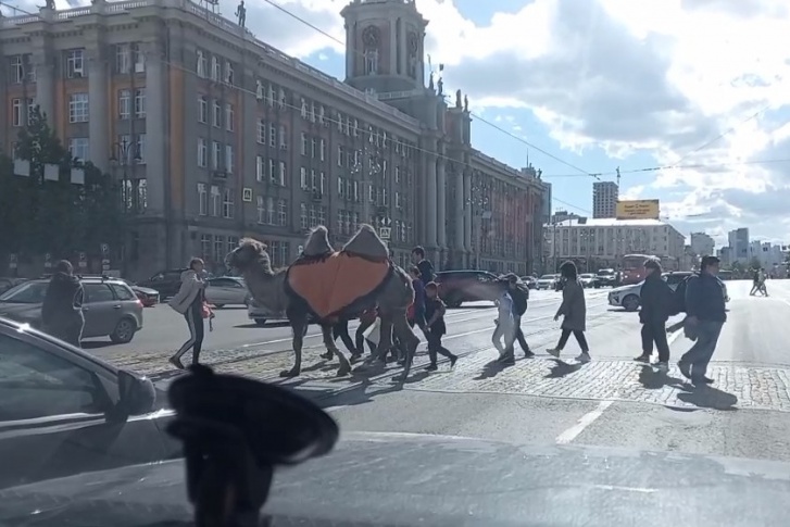 Верблюд вальяжно прошелся по центральным улицам