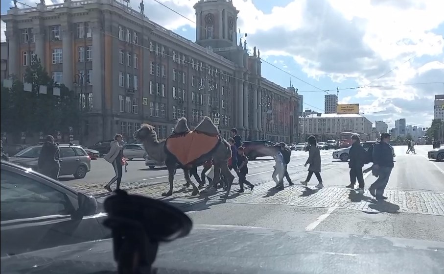 По центру Екатеринбурга прогулялся верблюд
