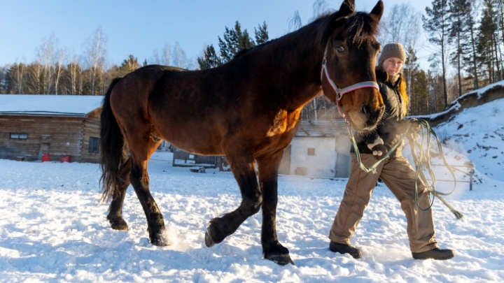 Спасенный из Игарки 10-летний конь Игого умер в Дивногорске от язвы