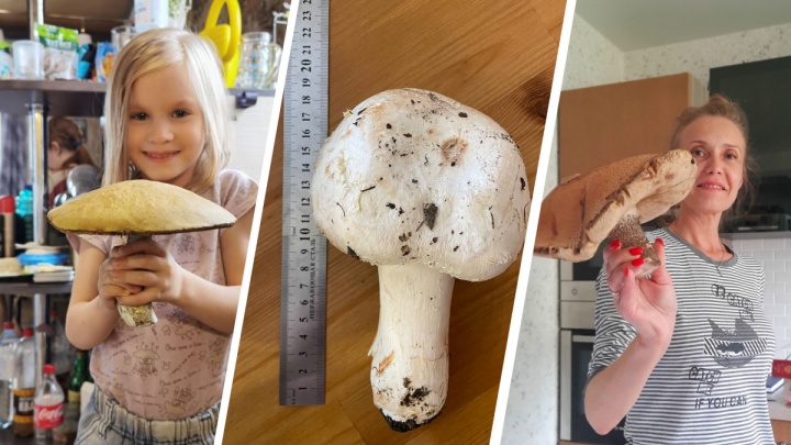 Один гриб — один ужин. 15 фото, на которых екатеринбуржцы хвастаются невероятно огромными грибами