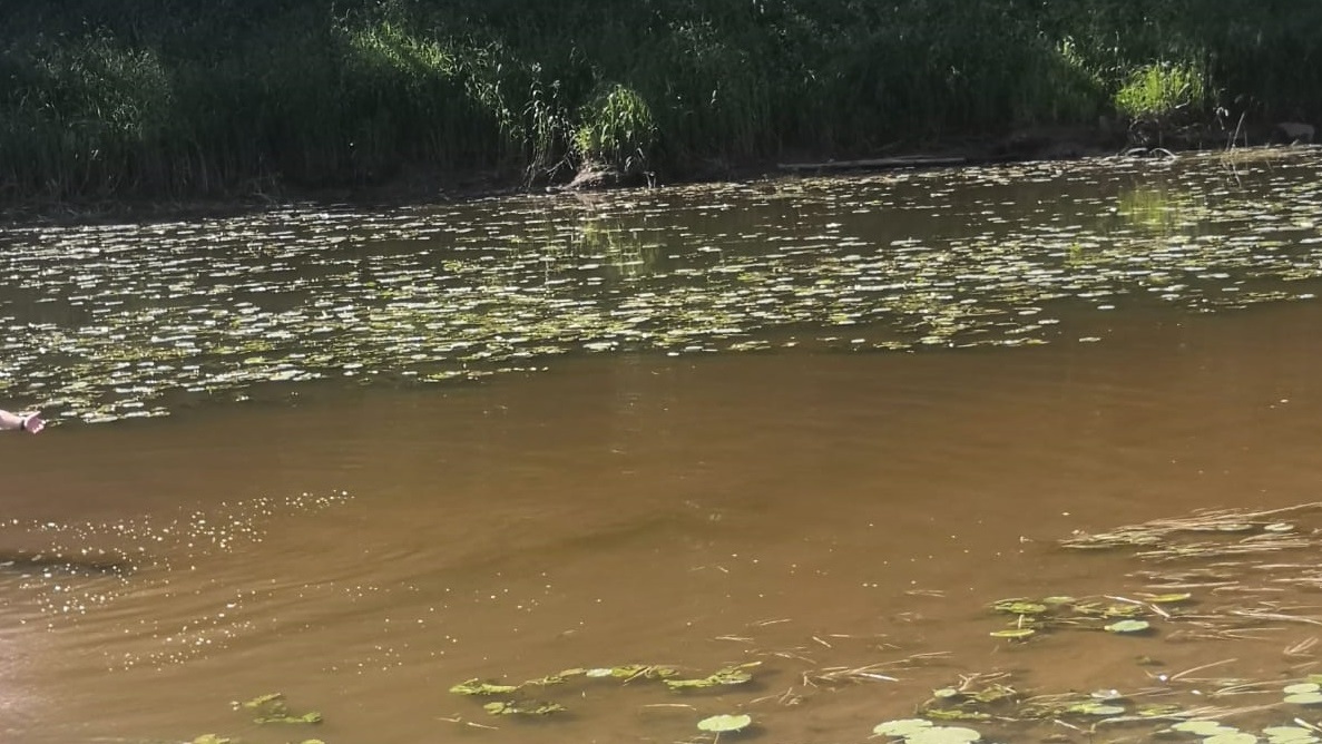 «Это экологическая катастрофа»: река в Ярославской области обмелела и покрылась масляной пленкой