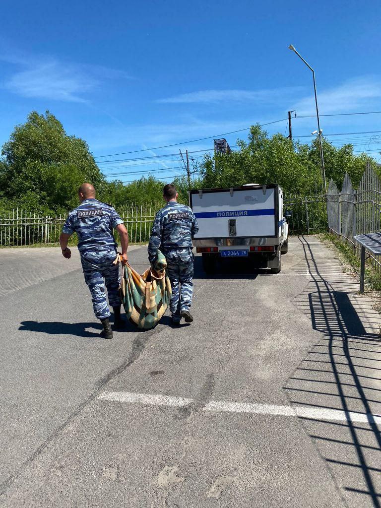 В Пушкине у железной дороги сбили собаку. Среди деревьев ее спасали  кинологи | 30.06.2022 | Санкт-Петербург - БезФормата