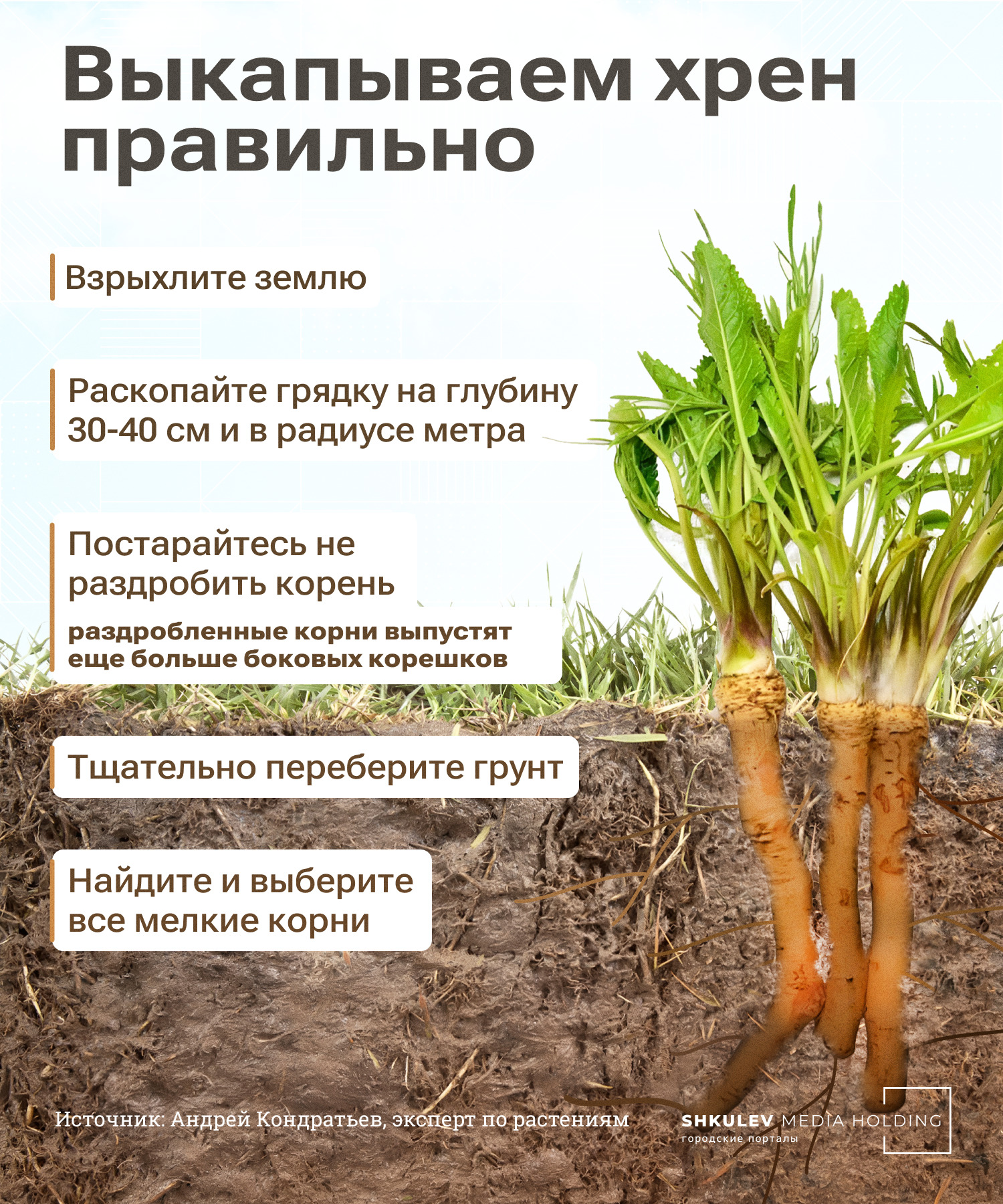 Как правильно выкопать хрен Как правильно выкопать хрен