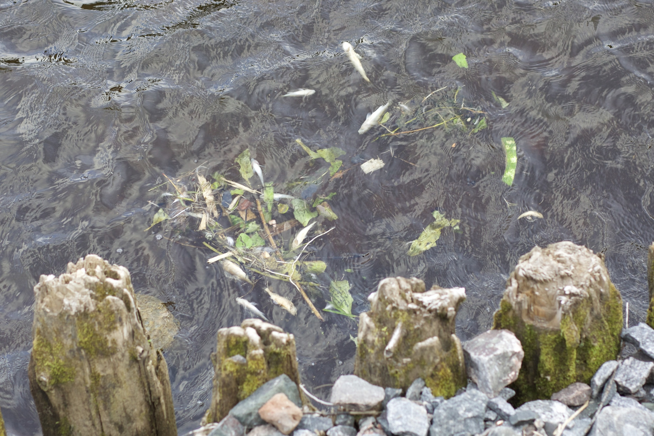 Дохлую рыбу прибивает к берегу вместе с мусором и ветками