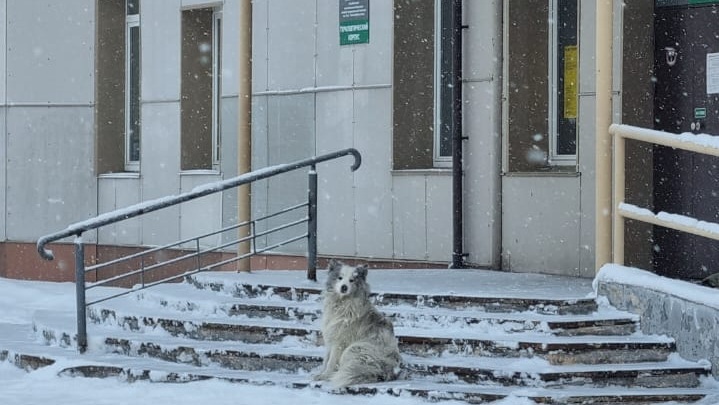 Местный Хатико: собака уже несколько месяцев ждет умершего хозяина у ковидария в Кемерове