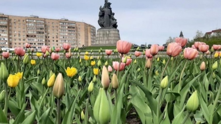 40 тысяч тюльпанов зацветут в Сургуте в конце мая, позже их сменят петуньи и бархатцы