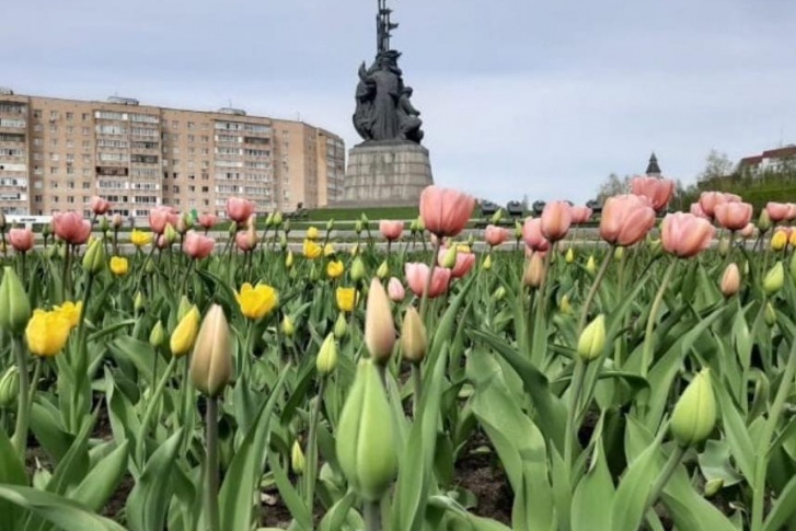 Тюльпаны ежегодно высаживают у памятника основателям города Тюльпаны ежегодно высаживают у памятника основателям города