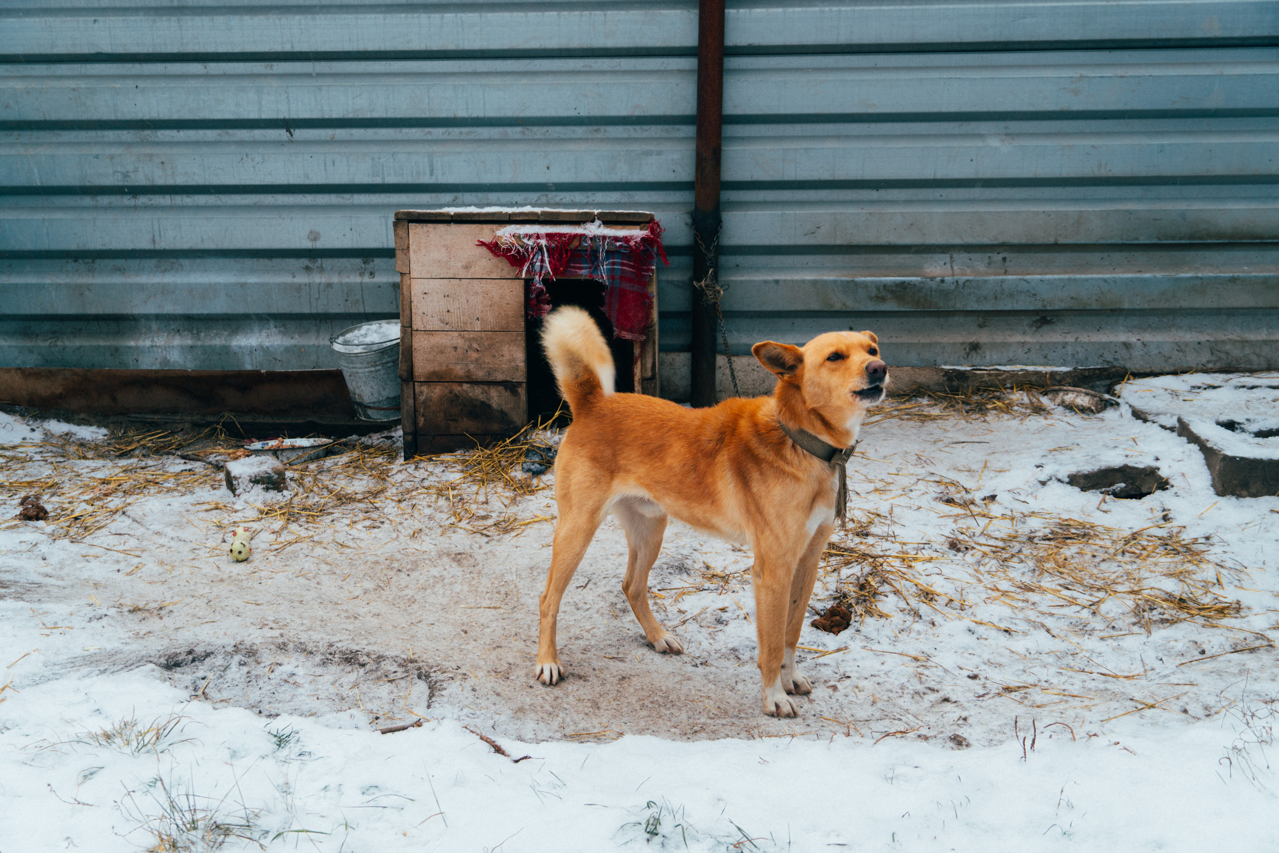 Урок по обращению с бездомными собаками провели для детей в Домне