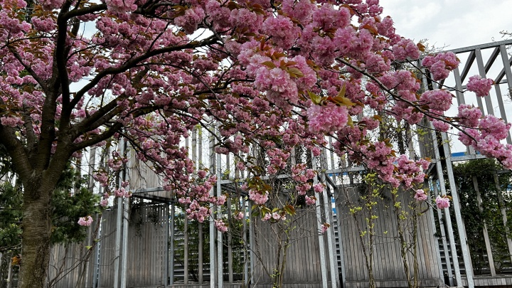 Как цветет парк «Краснодар», утопающий в сакуре: фоторепортаж 93.RU
