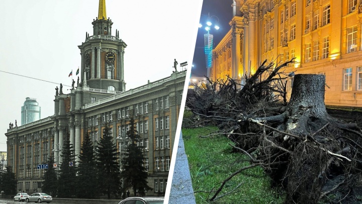 У мэрии Екатеринбурга спилили ели, которые росли там 30 лет. Показываем, как она теперь выглядит