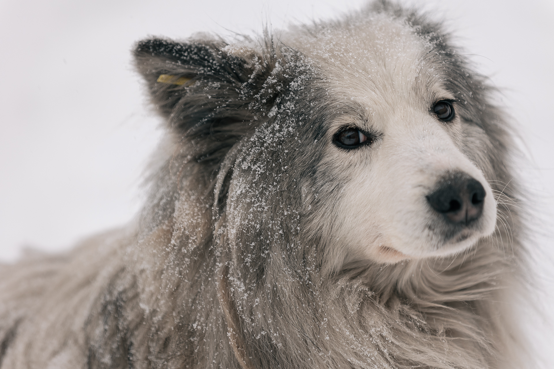 Собака воет в закрытой теплотрассе в Чите. Спасти ее нельзя