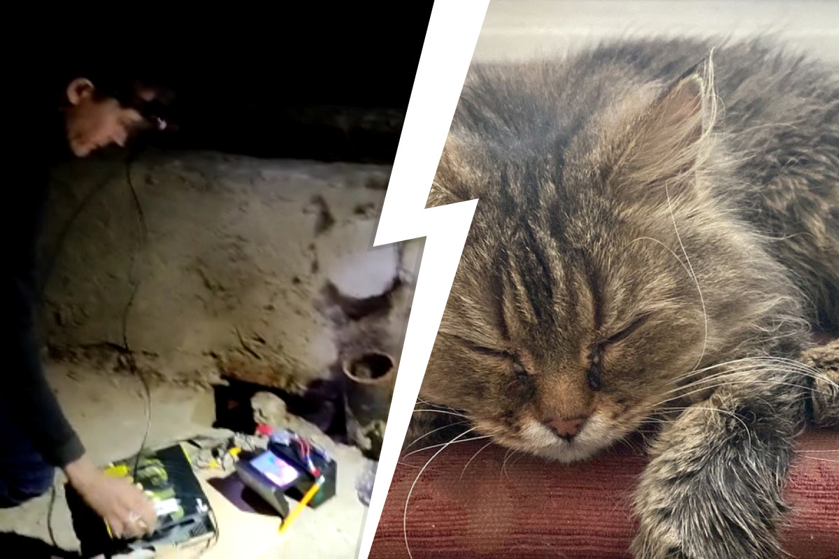 «Умирала в каменном мешке»: волонтер из Екатеринбурга вылетел в Уфу, чтобы спасти кошку