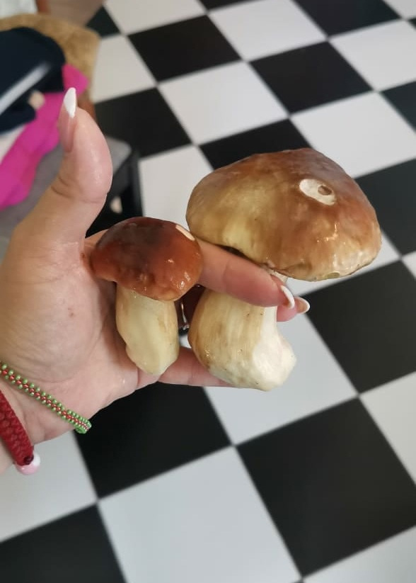 В Ленобласти пошли белые! Грибники хвастаются добычей