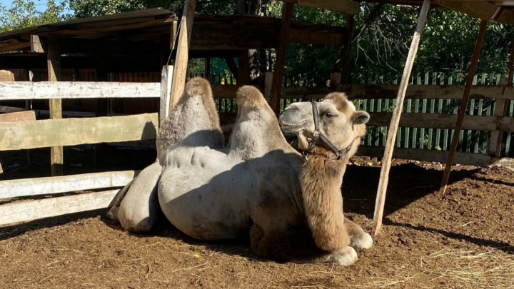 Сотни тысяч за зверье: как жители Башкирии делают деньги на экзотических животных