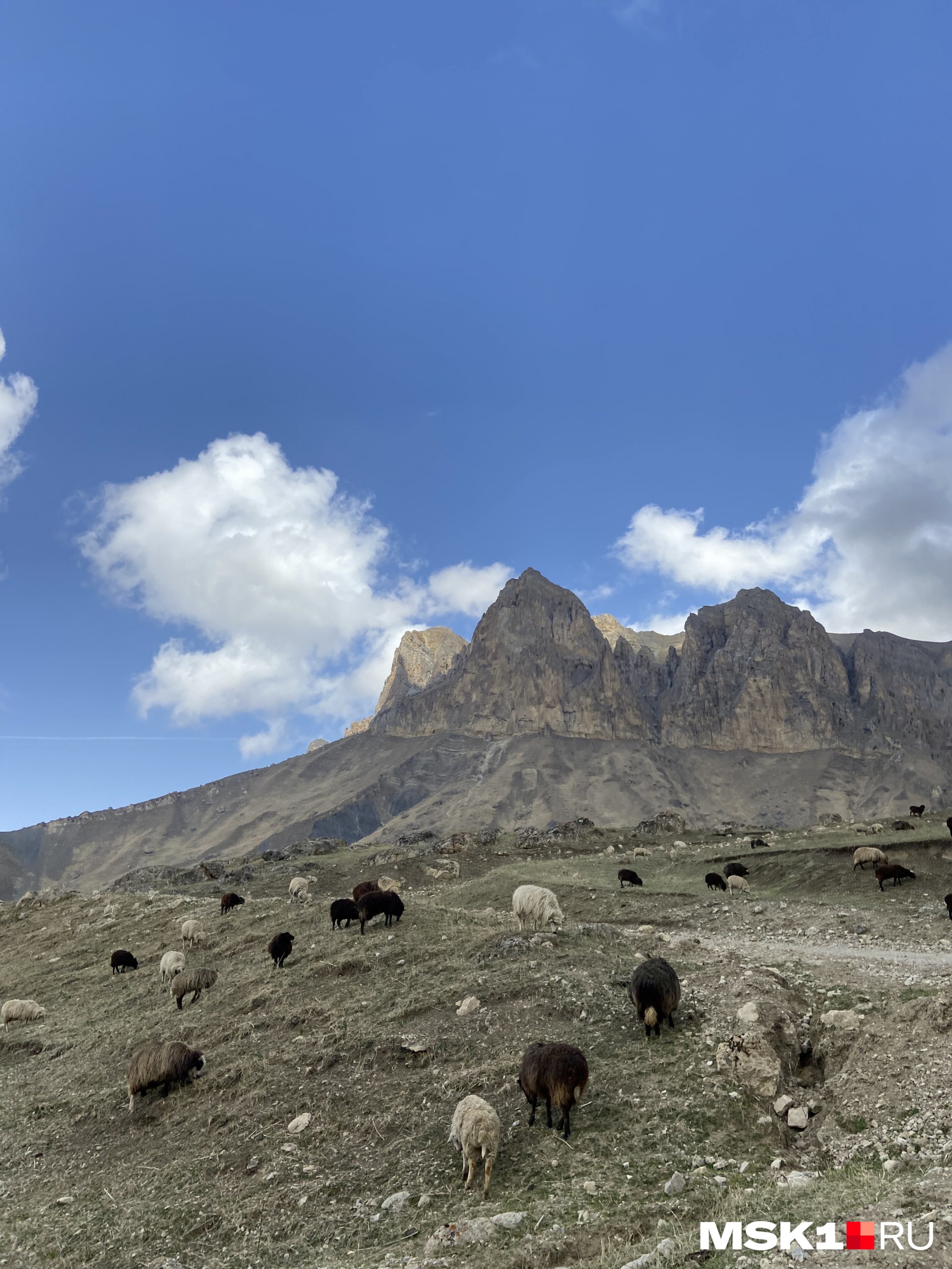 Стадо овец в горах