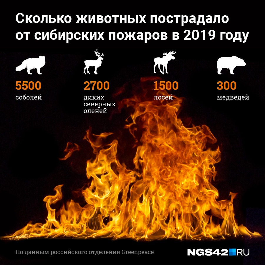 Помимо людей, от лесных пожаров страдают и животные