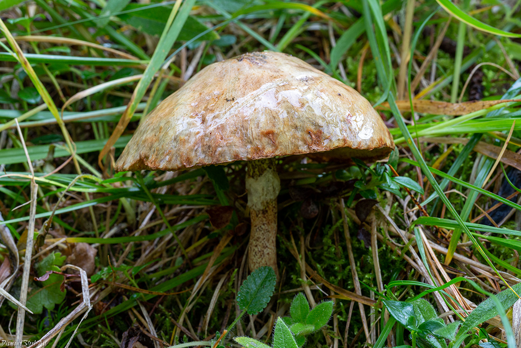 Один из первых долгожданных летних грибов