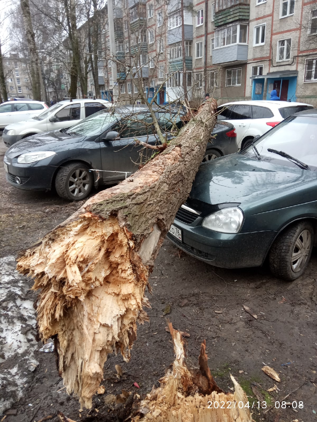 Упавшее дерево