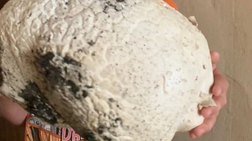 «По вкусовым качествам — обычный шампиньон»: жительница Катайска нашла гигантский гриб и съела его