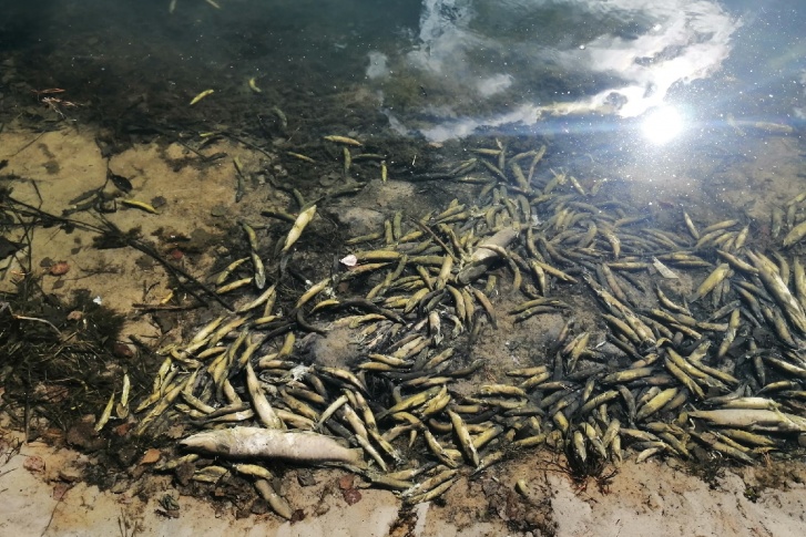 В апреле курганцы сообщали о гибели рыбы на нескольких водоемах