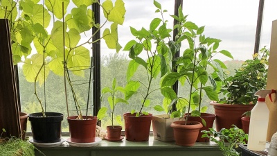 От картошки до авокадо: 7 овощей, которые можно посадить на балконе прямо сейчас