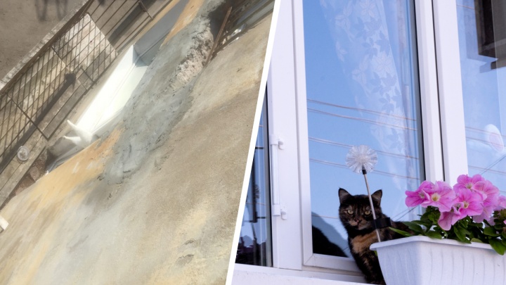 В Северодвинске кошка умерла в дверях балкона: что делать, чтобы это не повторилось с вашим питомцем